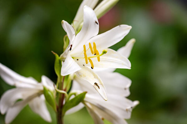 закрыть глаза на цветущие цветы в саду