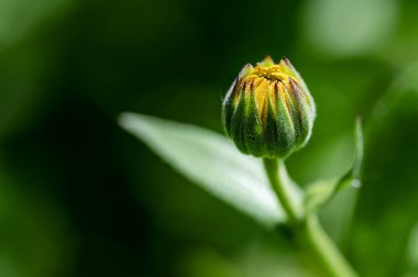 bahçede çiçeklenme çiçek yakın