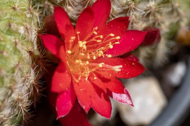 Bahçede büyüyen güzel çiçekler