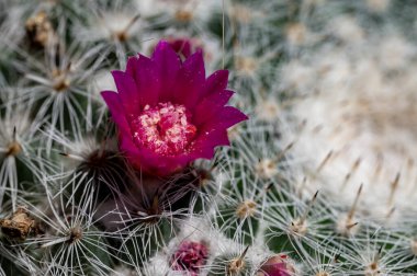 Bahçede büyüyen güzel çiçekler