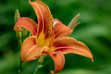 bahçede çiçeklenme çiçek yakın