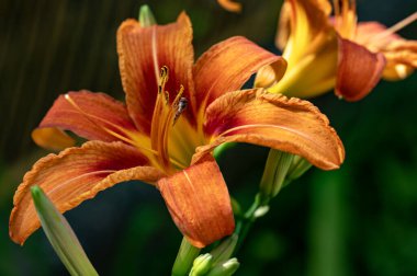 Bahçedeki çiçek açan çiçekleri kapatın.