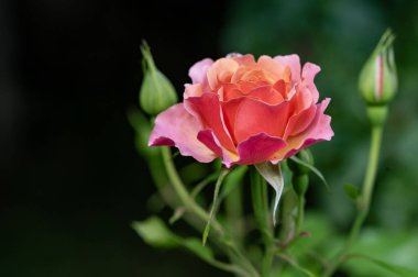 bahçede çiçeklenme çiçek yakın