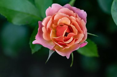 bahçede çiçeklenme çiçek yakın