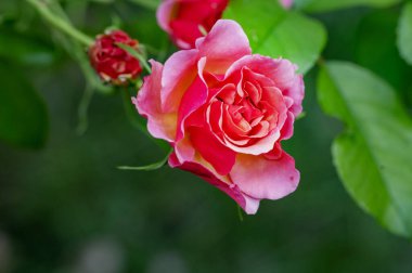 Bahçedeki çiçek açan çiçekleri kapatın.