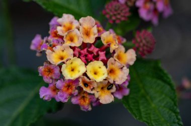 Bahçedeki çiçek açan çiçekleri kapatın.