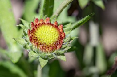 bahçede çiçeklenme çiçek yakın