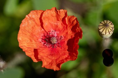 Bahçede haşhaş çiçeği