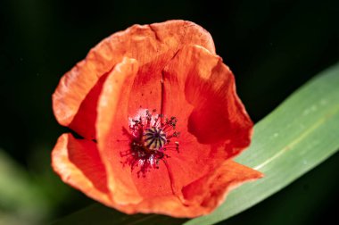 bahçede çiçeklenme çiçek yakın