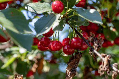 Bahçedeki kiraz ağacı