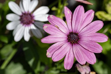 Bahçedeki çiçek açan çiçekleri kapatın.