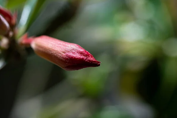 stock image beautiful flowers growing in the garden