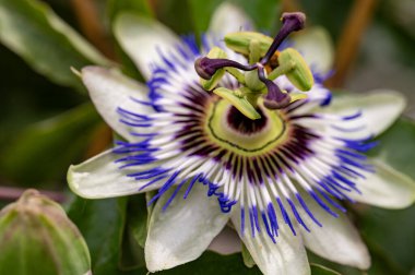 bahçede çiçeklenme çiçek yakın