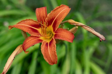 bahçede çiçeklenme çiçek yakın