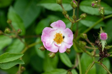 bahçede çiçeklenme çiçek yakın