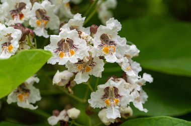 Bahçedeki çiçek açan çiçekleri kapatın.