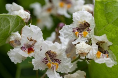 Bahçedeki çiçek açan çiçekleri kapatın.
