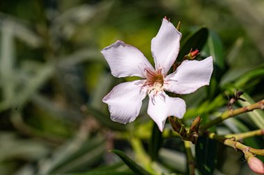 bahçede çiçeklenme çiçek yakın