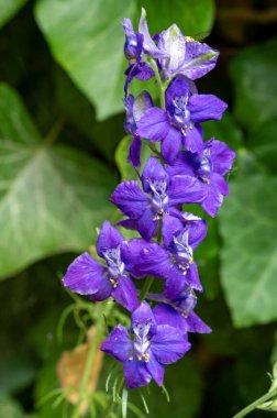 bahçede çiçeklenme çiçek yakın