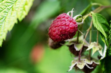 Bahçedeki çalıların üzerinde ahududu.