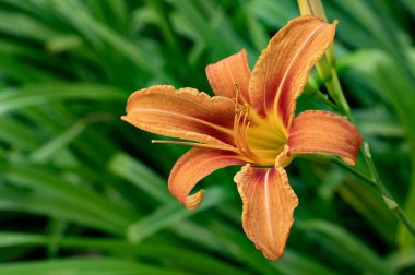 bahçede çiçeklenme çiçek yakın