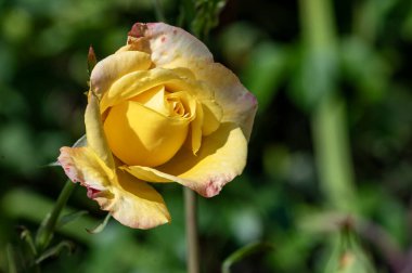Bahçedeki çiçek açan gülü kapat.