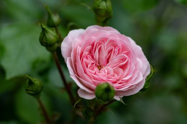 Bahçedeki çiçek açan gülü kapat.