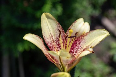 bahçede çiçeklenme çiçek yakın