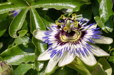 bahçede çiçeklenme çiçek yakın