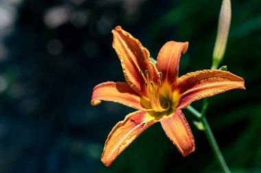 bahçede çiçeklenme çiçek yakın