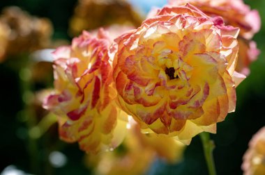 Bahçede büyüyen güzel güller