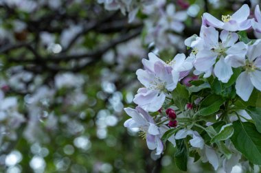 Güzel bahar arka plan ile çiçeklenme elma ağacı.