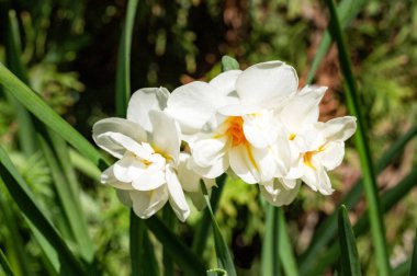 Bahçedeki güzel beyaz nergis çiçekleri