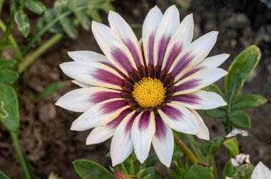 bahçede çiçeklenme çiçek yakın