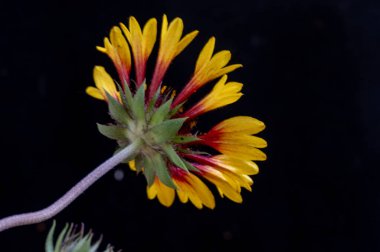 bahçede çiçeklenme çiçek yakın