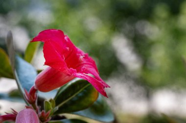 bahçede çiçeklenme çiçek yakın