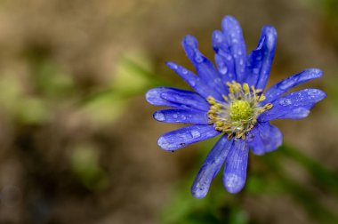 bahçede çiçeklenme çiçek yakın