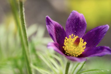 bahçede çiçeklenme çiçek yakın