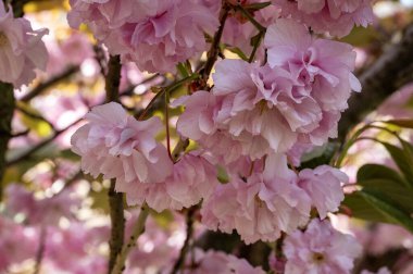Güzel pembe sakura çiçekleri bahçede çiçek açıyor.