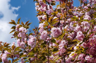 Güzel pembe sakura çiçekleri bahçede çiçek açıyor.