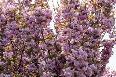 Güzel pembe sakura çiçekleri bahçede çiçek açıyor.