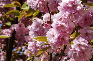 Güzel pembe sakura çiçekleri bahçede çiçek açıyor.