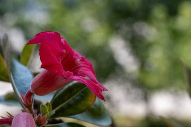 bahçede çiçeklenme çiçek yakın