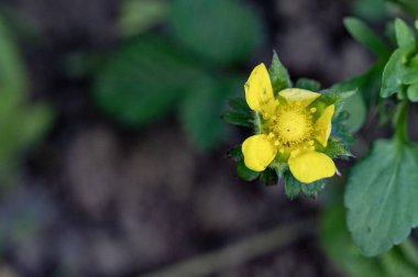 bahçede çiçeklenme çiçek yakın