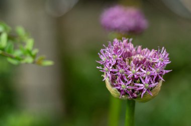 Bahçedeki güzel mor çiçekler