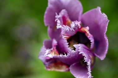 Bahçede büyüyen güzel lale çiçeği