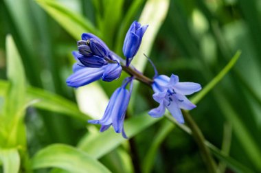 Bahçedeki güzel mor çiçekler