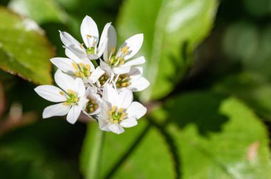 Bahçede büyüyen güzel beyaz çiçekler