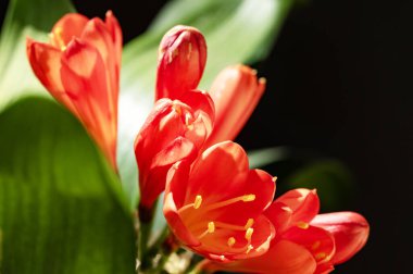 Yaz bahçesinde yetişen güzel kırmızı çiçekler.