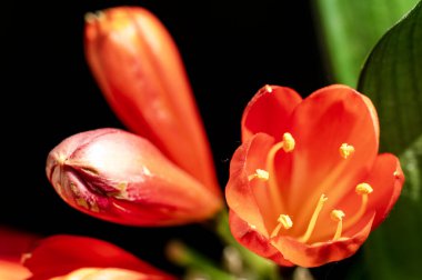 Yaz bahçesinde yetişen güzel kırmızı çiçekler.